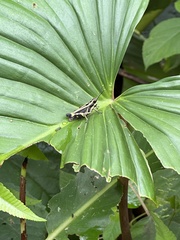 Traulia azureipennis