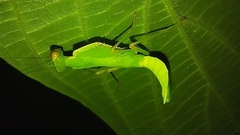 Macromantis hyalina