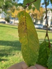 Stegophora ulmea