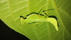 Macromantis hyalina