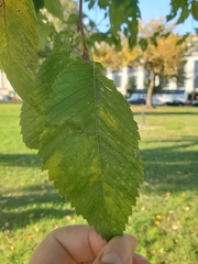 Stegophora ulmea