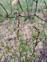 Schoenus brevifolius