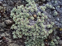 Raoulia parkii