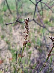 Schoenus brevifolius