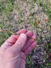 Schoenus brevifolius