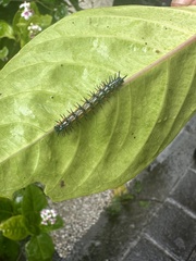 Doleschallia bisaltide