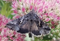 Autographa