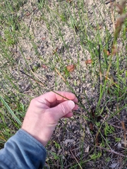 Schoenus brevifolius