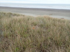 Ozothamnus leptophyllus