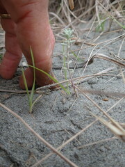 Ozothamnus leptophyllus