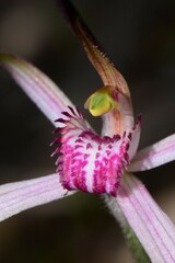 Caladenia versicolor