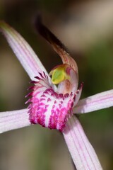 Caladenia versicolor