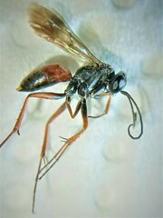 Agenioideus nubecula