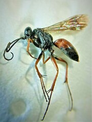 Agenioideus nubecula