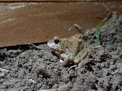 Platyplectrum ornatum