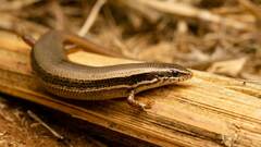 Panaspis wahlbergii