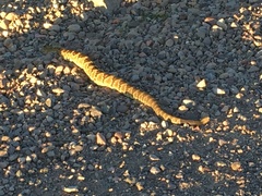 Crotalus molossus molossus