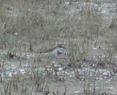 Charadrius bicinctus