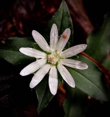 Stellaria pubera