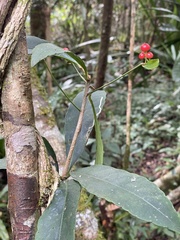 Ardisia