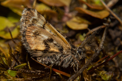 Arctesthes catapyrrha