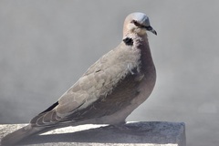 Streptopelia semitorquata