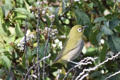 Zosterops virens capensis