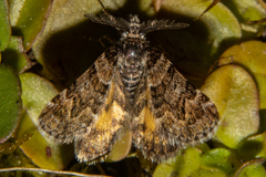 Arctesthes catapyrrha