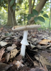 Amanita