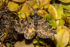 Arctesthes catapyrrha