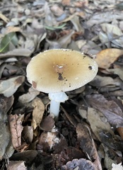 Amanita