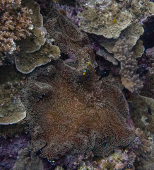 Stichodactyla mertensii