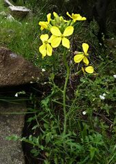 Coincya monensis cheiranthos