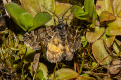 Arctesthes catapyrrha