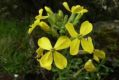 Coincya monensis cheiranthos