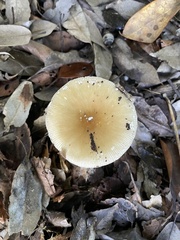 Amanita