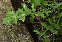 Coincya monensis cheiranthos