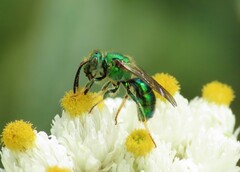 Augochloropsis viridula