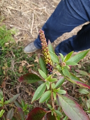 Phytolacca octandra