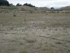 Charadrius bicinctus