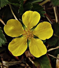 Potentilla canadensis