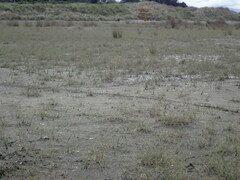 Charadrius bicinctus