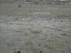 Charadrius bicinctus