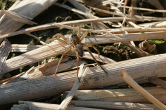 Pardosa pseudoannulata