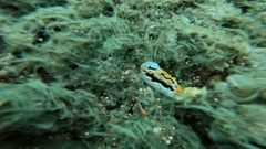 Phyllidia coelestis