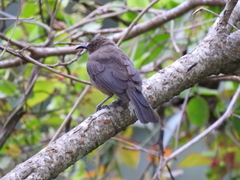 Myzomela obscura