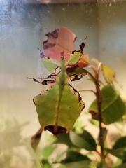 Pulchriphyllium giganteum