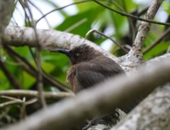 Myzomela obscura