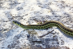 Thamnophis eques