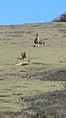 Macropus